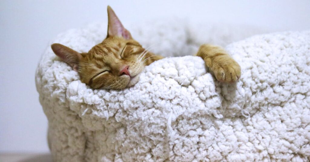 Adorable ginger cat peacefully sleeps in a soft, fluffy basket indoors.