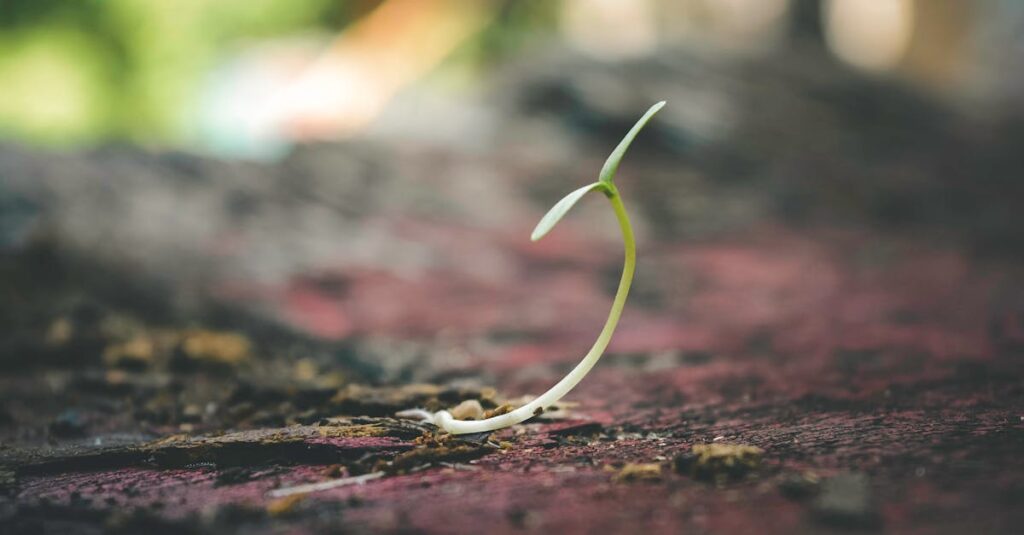 A delicate seedling sprouting from the soil symbolizes growth and new beginnings.