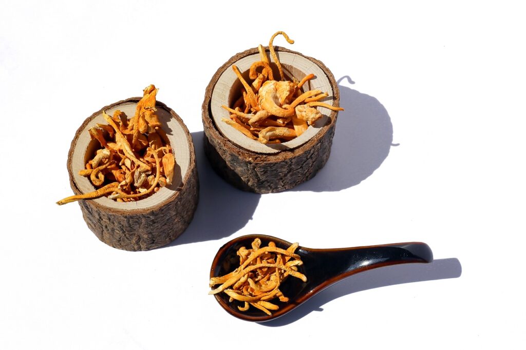 Le cordyceps est un adaptogène puissant utilisé dans les produits modernes de bien-être et les remèdes traditionnels. 